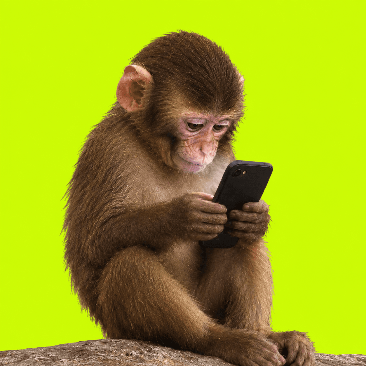 Intelligent Ape studying the market on a phone